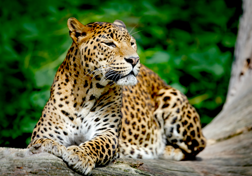 Sri Lanka Image 1