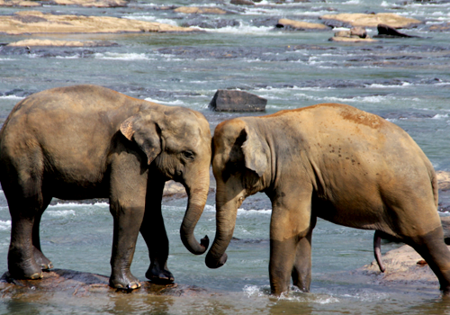 Sri Lanka Image 6