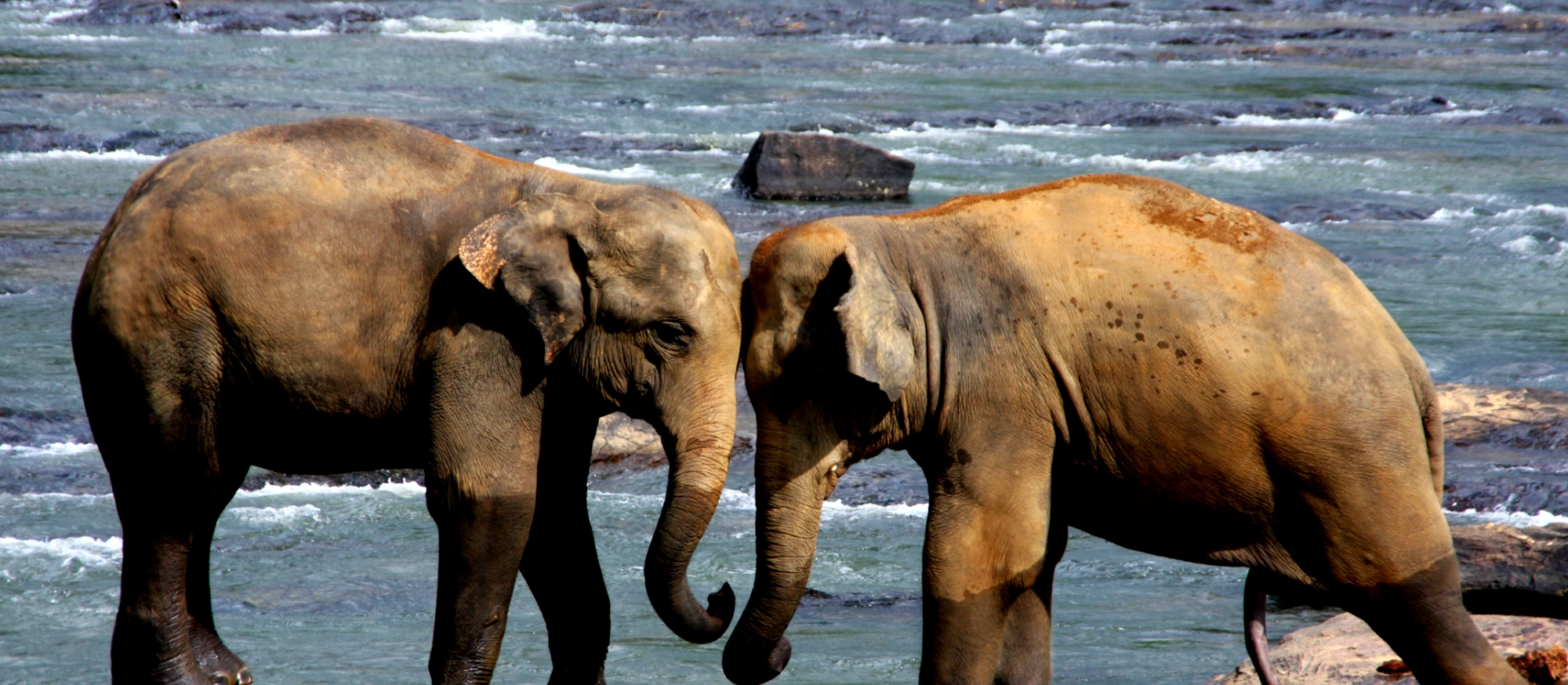 sl-elephant